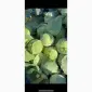 Продам капусту молоду - фото № 1