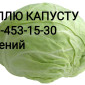Закупівля капусти оптом (1-3 кг) - фото № 1