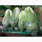 Пекінська капуста - фото № 2