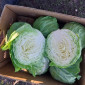 Продаж капусти сорту Сунта - фото № 3