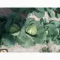 Продам молоду капусту - фото № 2