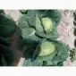 Продам молоду капусту - фото № 4