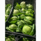 Капуста молодая (Македония) - фото № 11