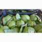 Капуста молодая (Македония) - фото № 17