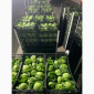 Капуста молодая (Македония) - фото № 12