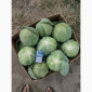 Продам молодую капусту - фото № 1