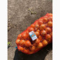 Лук репчатый, золотистый сорт на продажу - фото № 2