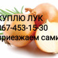Куплю репчатый лук - фото № 1