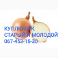 Куплю цибулю Об'эм - фото № 1