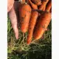 Продам оптом моркву товарну - фото № 1