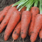 Куплю моркву оптом - фото № 1