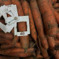 Продажа моркови из Польши оптом в БИГ-БЕГ - фото № 1