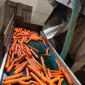 Продам моркву польську миту в мішках по 15 кг - фото № 2