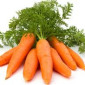 Купим морковь 1-ой категории - фото № 1