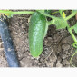 Огурцы полевые корнишон 350 тон - фото № 8