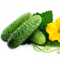 Купуємо огірки - фото № 1