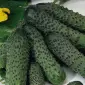 Компанія закуповує на постійній основі огірки корнішони (3-6 см) - фото № 1