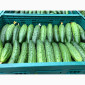 Продаж тепличного огірка сорту Єстафета - фото № 2