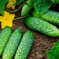 Приймаємо предзамовлення на грунтовий огірок - фото № 1