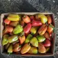 Продам Перець Політ солодкий ( не підмерзлий) 3т соковийтий та свіжий - фото № 1