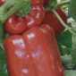 Перец геркулес - фото № 3