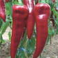 Перец капиа - фото № 6