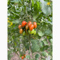 Томат черрі з Єгипту в продажу - фото № 3