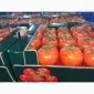Прямі оптові продажі Помідора з Туреччини - фото № 1
