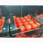 Оптові продажі помідорів з Туреччини - фото № 4