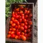Продам помидор - фото № 1