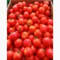 Продам полевой помидор 20 грн - фото № 1