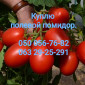 Куплю полевой помидор - фото № 1