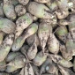Продам кормовий буряк - фото № 1