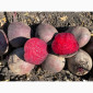 Свекла свежая, Буряк свежий - фото № 5