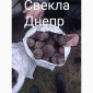 Продам свеклу - фото № 2
