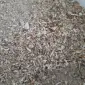 Крошка пантерного мухомора на продаж - фото № 1