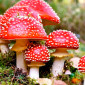Мухомор сушеный красный 6 грн за грамм - фото № 5