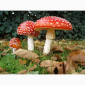 Мухомор червоний сушений вищого сорту на продаж - фото № 1