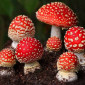 Продажа мухомора красного (шляпки) высшего качества - фото № 1