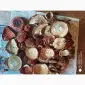 Мухомор красный (Amanita muscaria) высшего качества - фото № 3