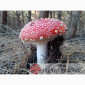 Мухомор ЧЕРВОНИЙ (Amanita Muscaria), сушені капелюшки від ZBIR. Сезон 2024 - фото № 1