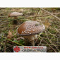 Мухомор ПАНТЕРНИЙ (Amanita Pantherina) на продаж - фото № 3