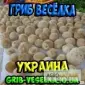 Гриб веселка 2023 на продаж - фото № 1
