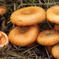Рыжики грибы замороженные - фото № 1