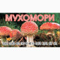 Гріб мухомор сухий шляпкі на продаж - фото № 1