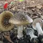 Продаю сушений мухомор пантерний і червоний - фото № 1