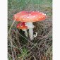 Сушеный Красный Мухомор на продажу - фото № 7