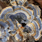 Гриб Траметес різнокольоровий (Trametes versicolor) - фото № 2
