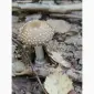 Продаю мухоморы ПАНТЕРНІ - фото № 1