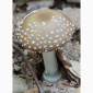 Продаю мухомори ПАНТЕРНІ - фото № 2